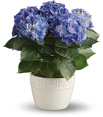 Happy Hydrangea - Blue from Clifford's where roses are our specialty